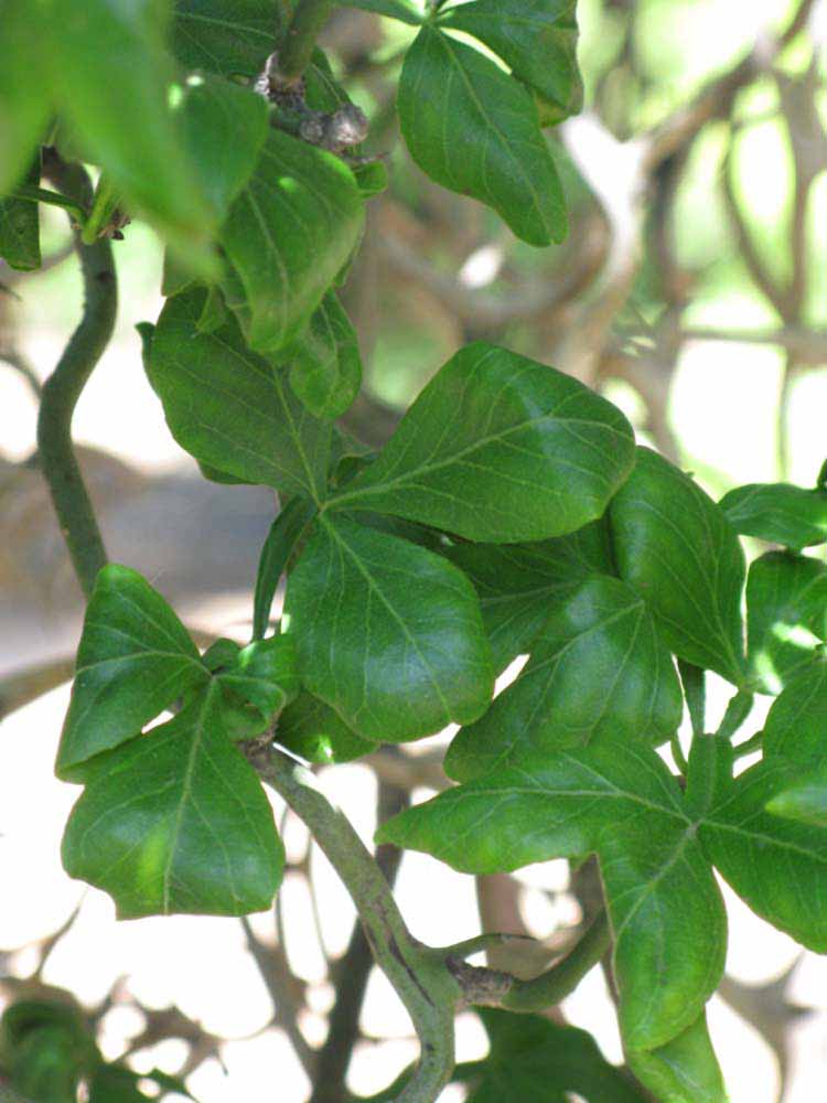             Shade leaves (Riverside, CA)       